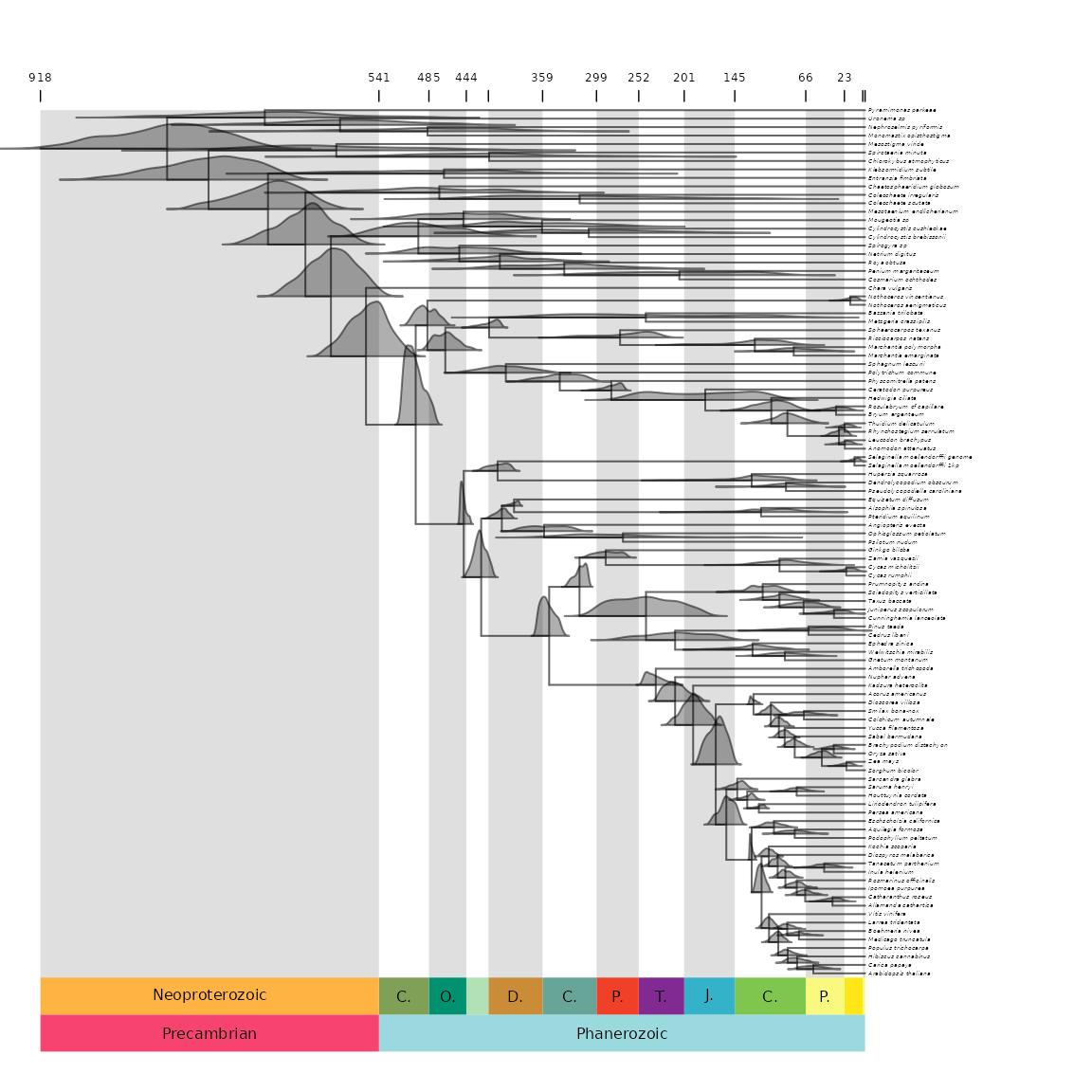 **Figure 7** Phylogeny with posterior distributions of age on nodes.