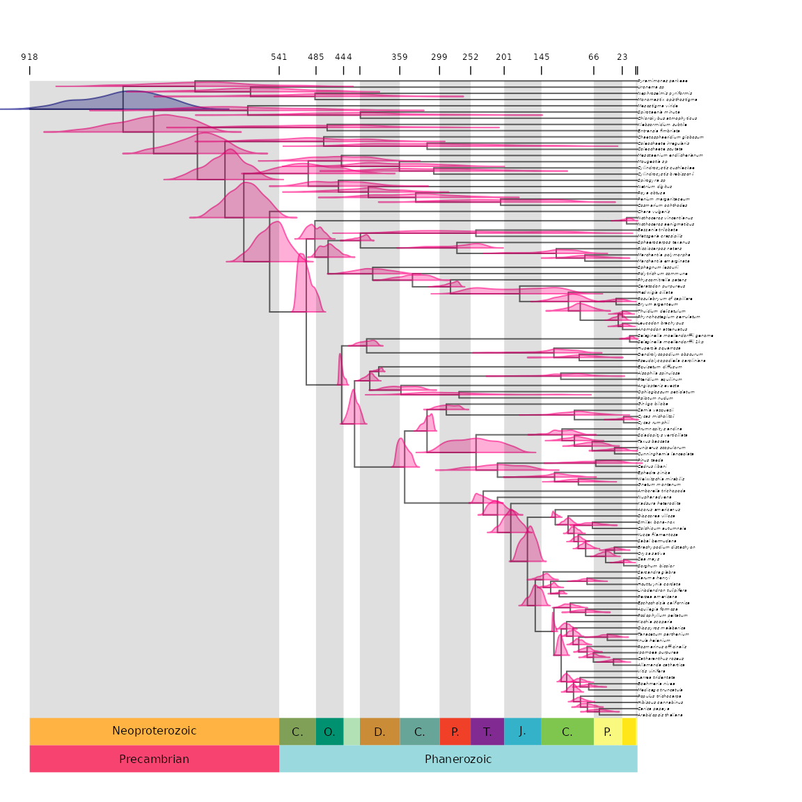 **Figure 8** Phylogeny with posterior distributions of age on nodes, with the root a different colour.