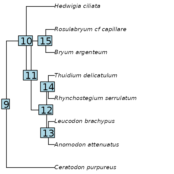 **Figure 9** Phylogeny showing the node and tip labels.