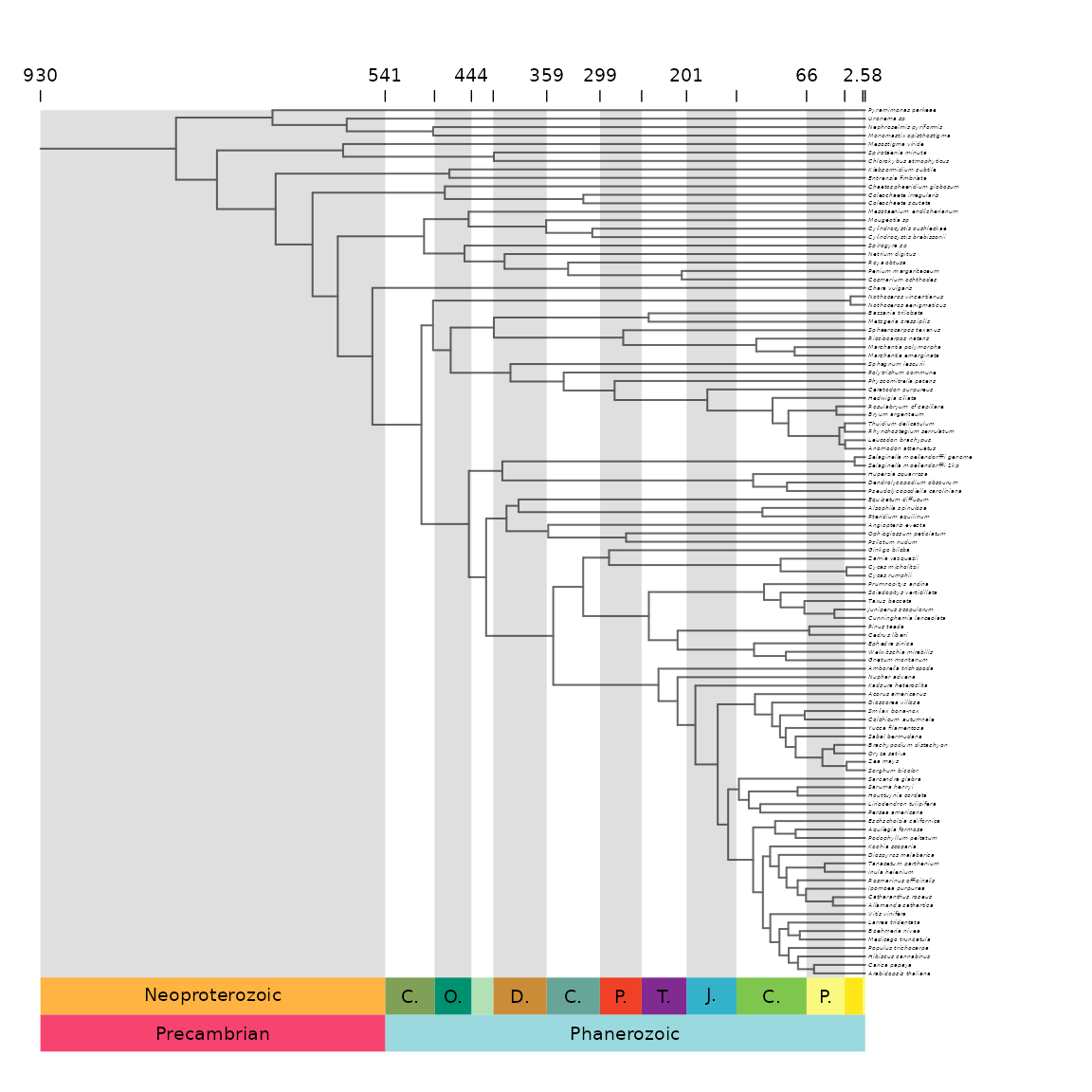 **Figure 1** Phylogeny with posterior distributions of age on nodes and timescale