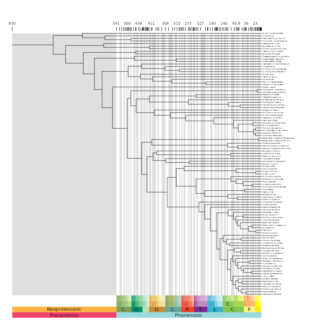 **Figure 2** Phylogeny with posterior distributions of age on nodes and timescale showing all units