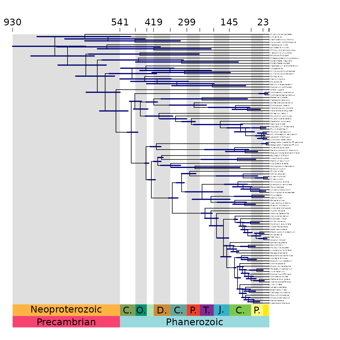 **Figure 3** Phylogeny with age uncertainty displayed as bars on nodes.