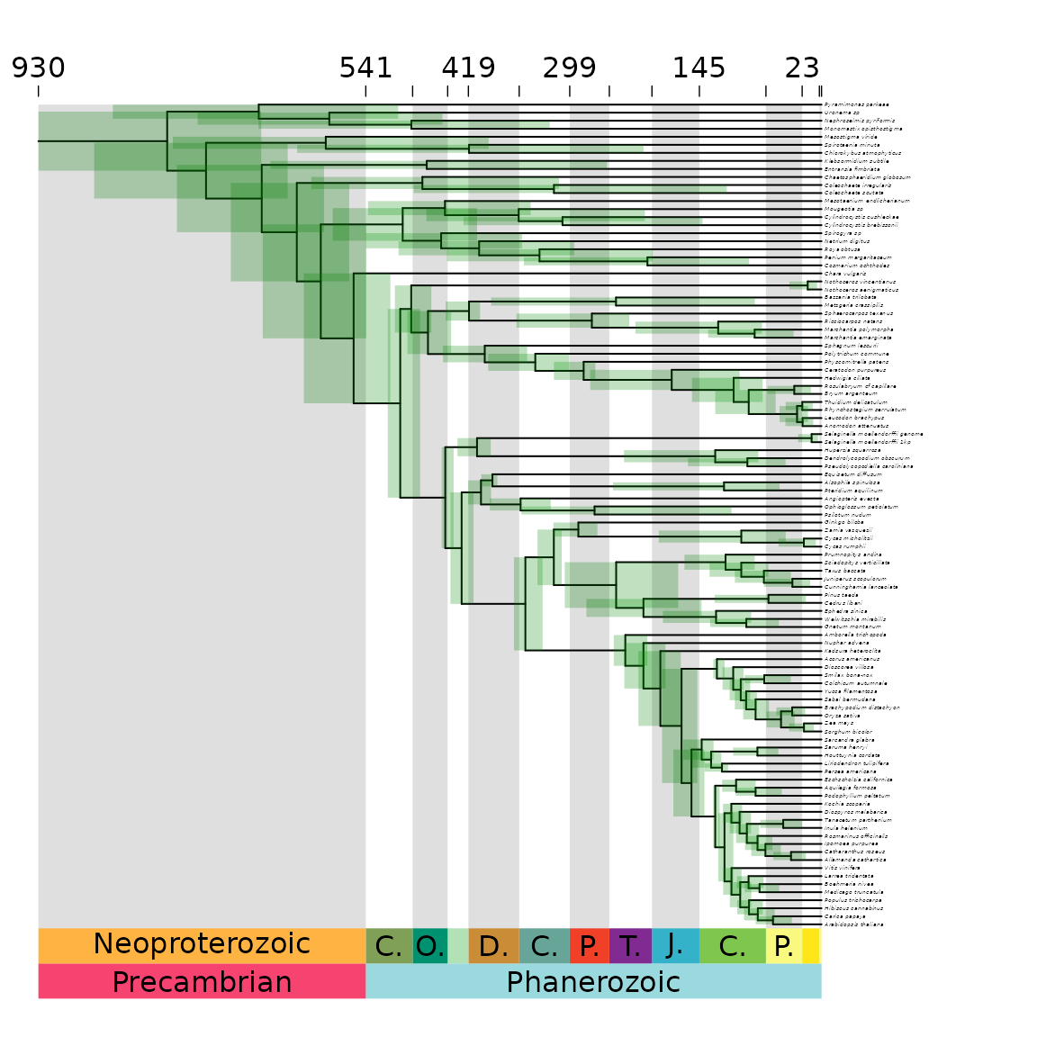 **Figure 4** Phylogeny with age uncertainty displayed spanning the vertical height of the node.