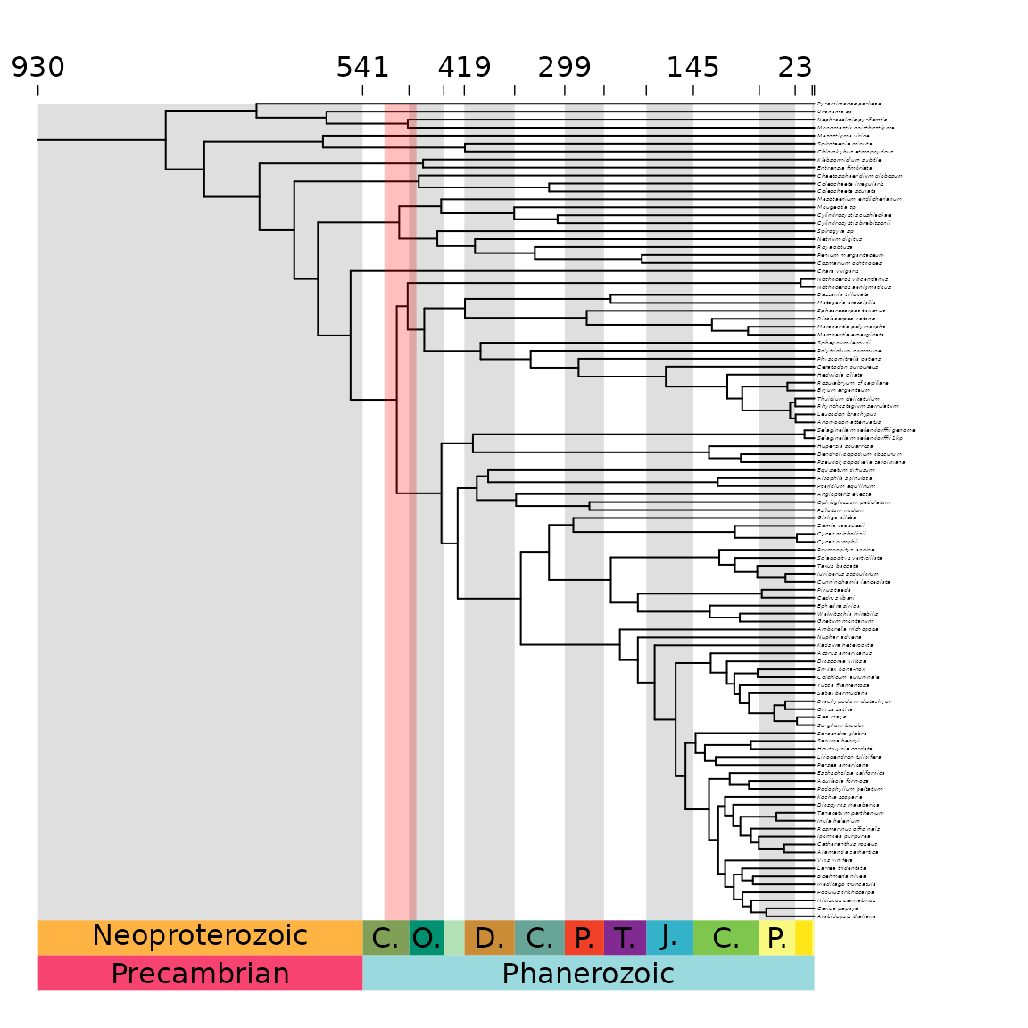 **Figure 5** Phylogeny with age uncertainty of one node spanning the height of the phylogeny.